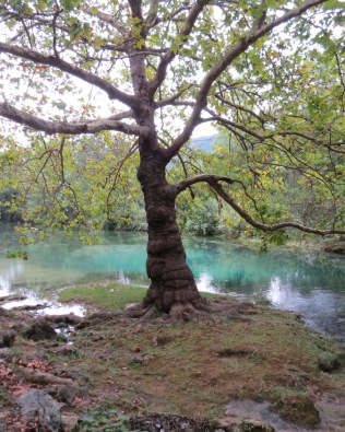 Tree and blue/green water