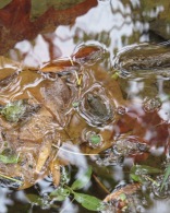 Tiny frog at water's edge